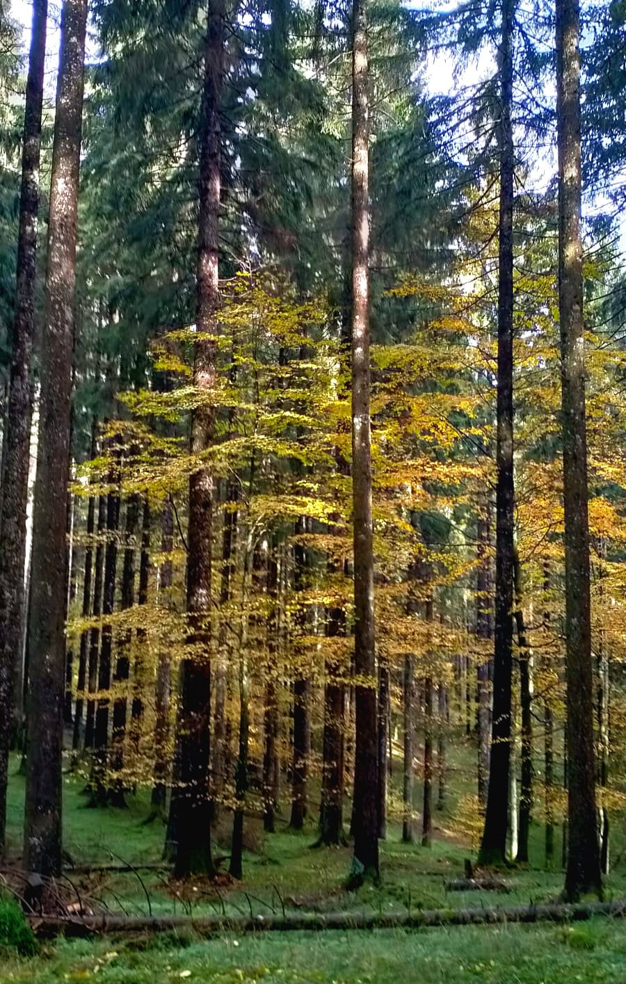 Giornata Internazionale delle Foreste | Il valore di un patrimonio che ci sostiene ogni giorno